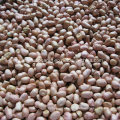 Hot Sale Jumbo Peanut Kernels From China